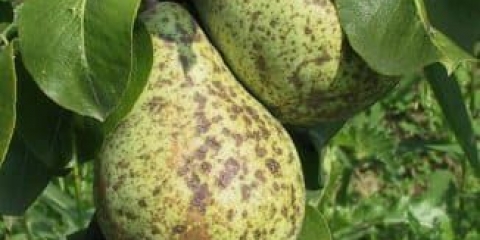 Bolesti stabala kruške - kako liječiti smeđe i crne mrlje na lišću